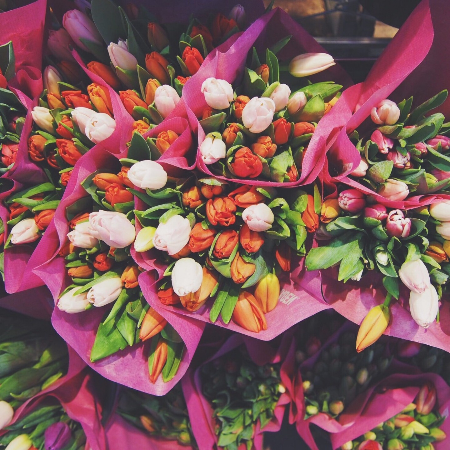 Living North LIVE Spring Fair - Gardens