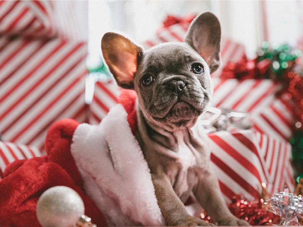 22 Wonderful Christmas Presents For Pets