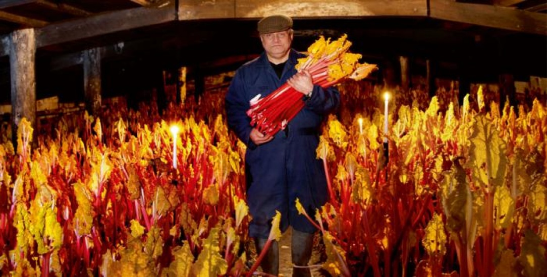 A farmer holding rhubarb