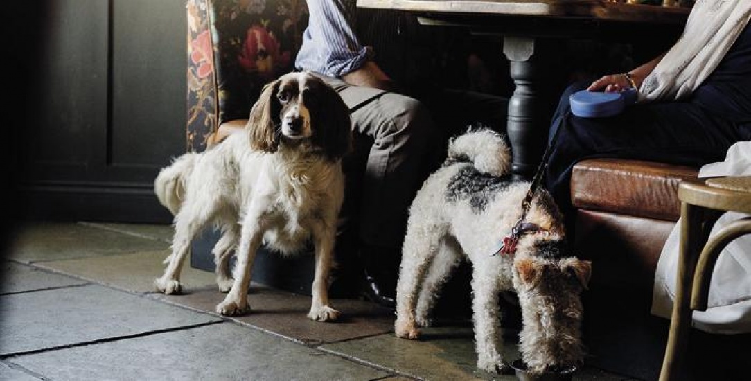 Two dogs in a pub