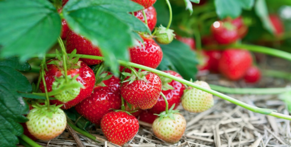 A red and green strawberry plant
