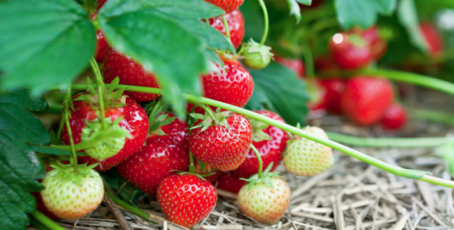 Five of the Best PYO Spots in the North East