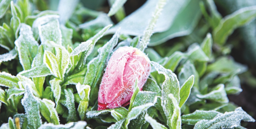 Winter flowers