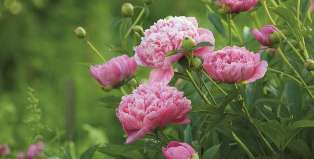 Pink Peonies