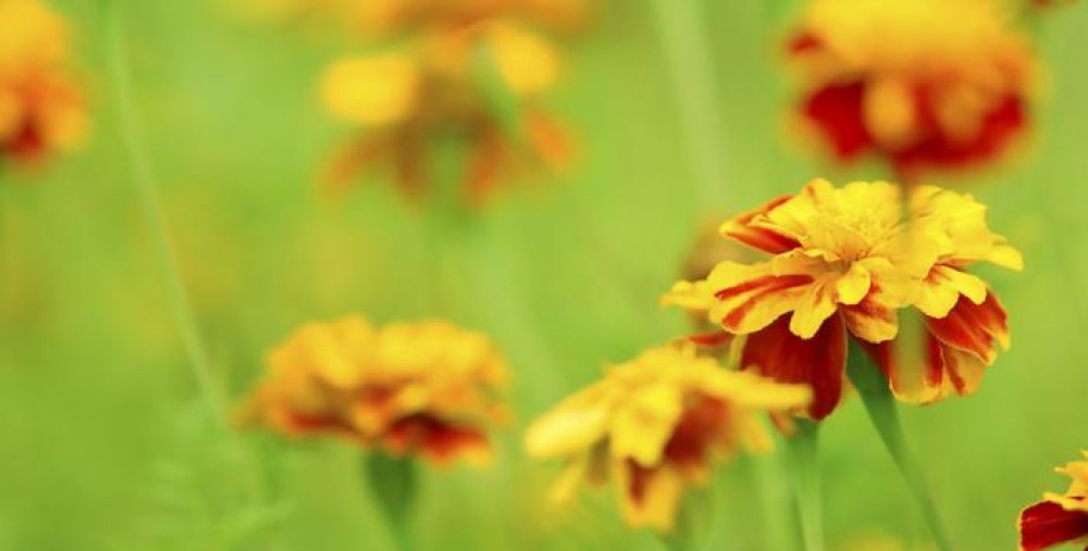 Yellow flowers
