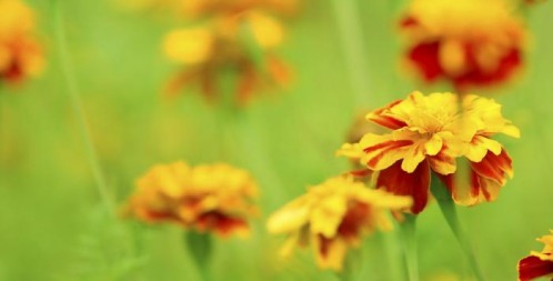 How to Grow Your Own Vegetable Garden