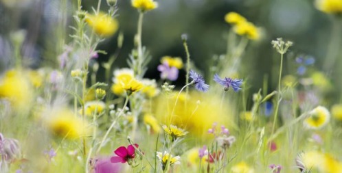 Why These Three Wildflower Meadows in the North are Being Conserved