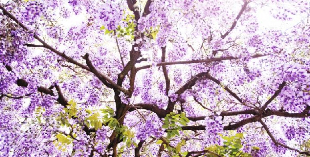Purple wisteria