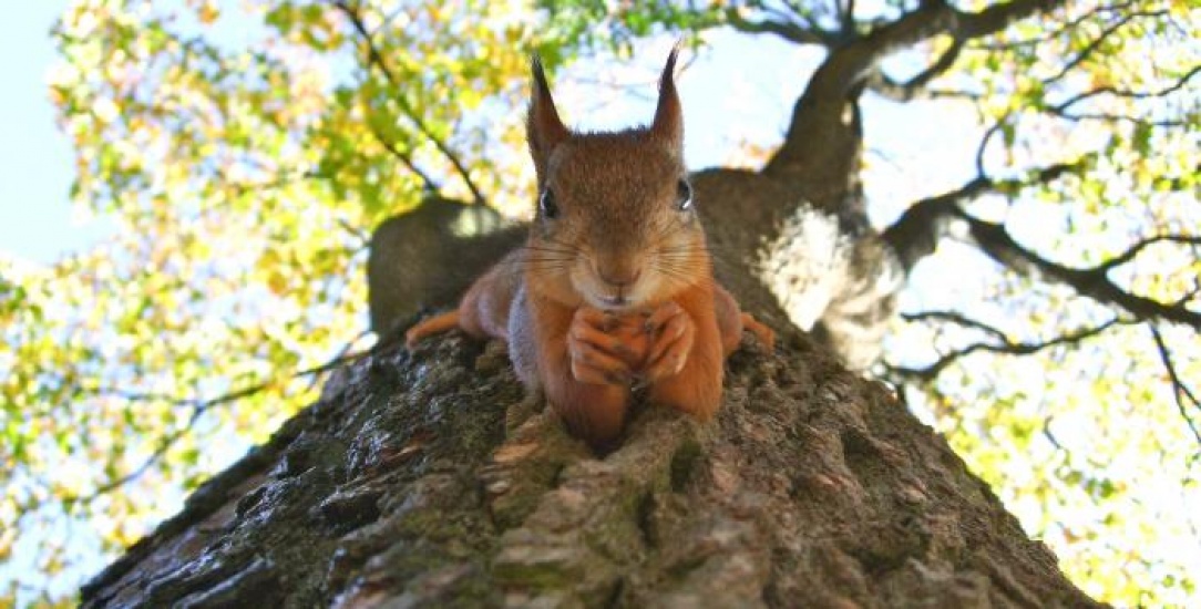 a red squirrel on the bark of a tree