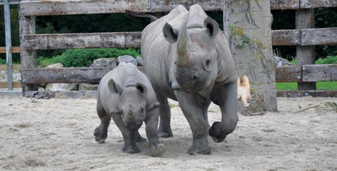 Two Rhinos