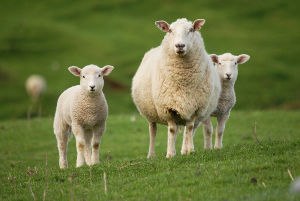 Sheep