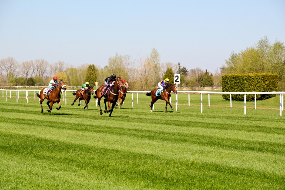 Horses racing in a field