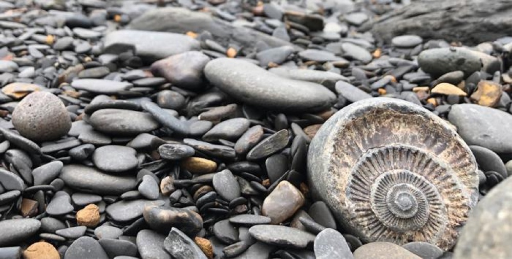 Fossils