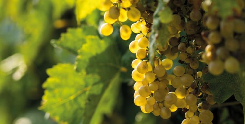 grapes
