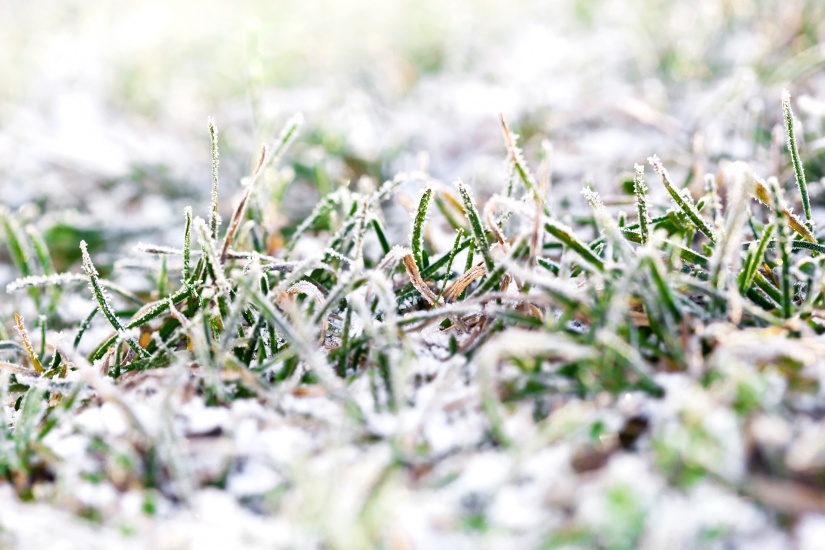 Frosty grass