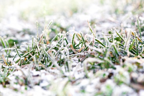 How to Keep Your Grass Green in the Colder Months