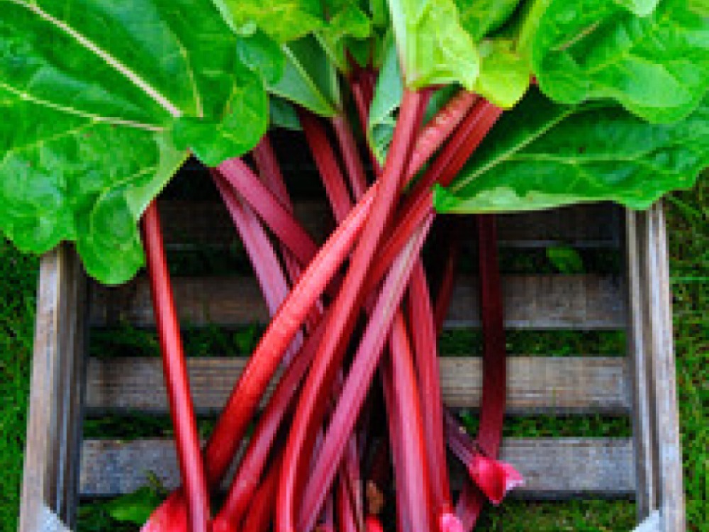 Rhubarb
