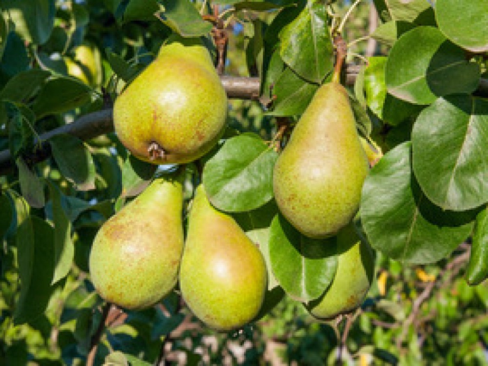 Pears