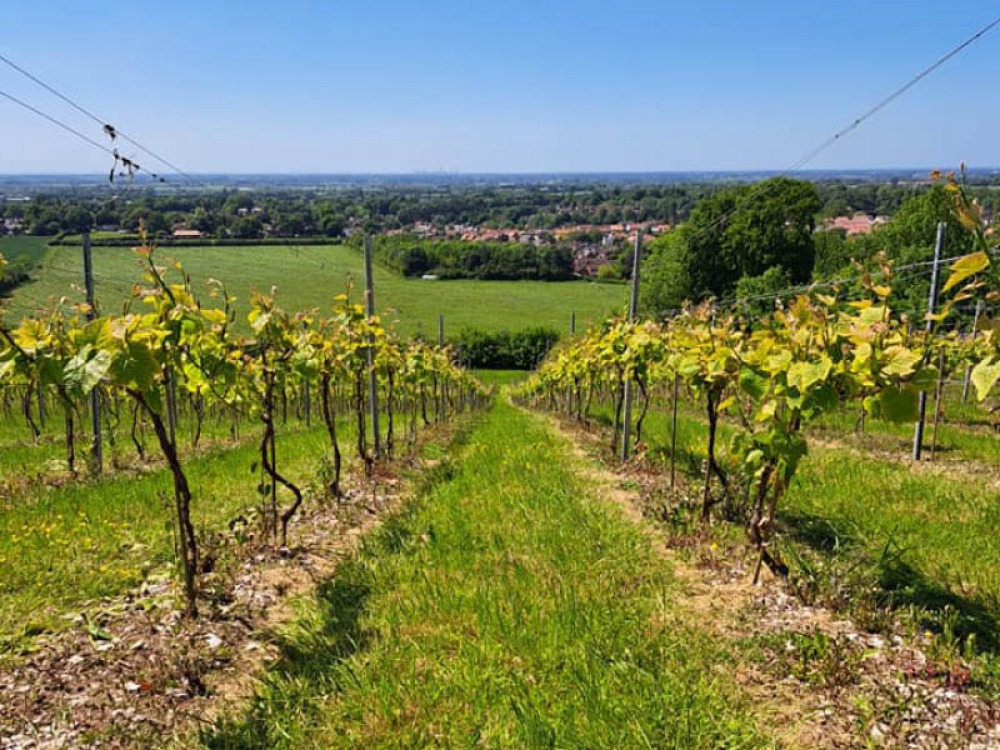 Vines on a summer day