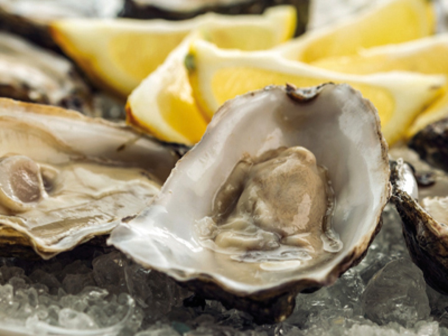Oysters