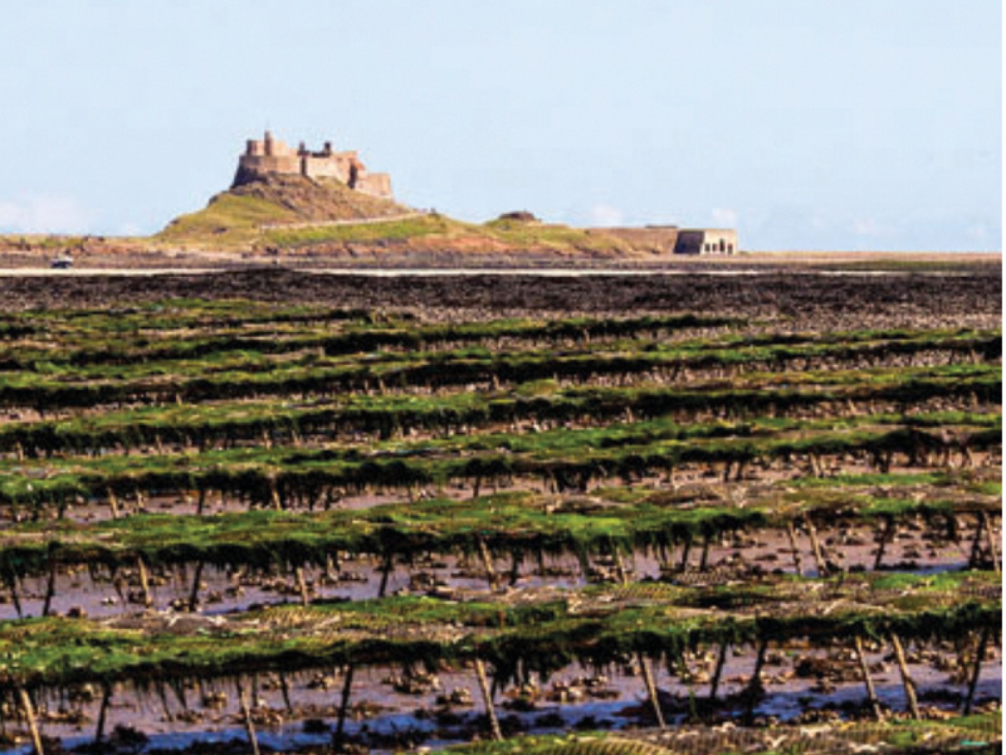 Local Lindisfarne Oyster Farm