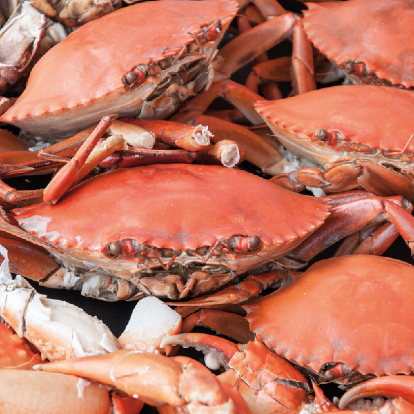 Crab