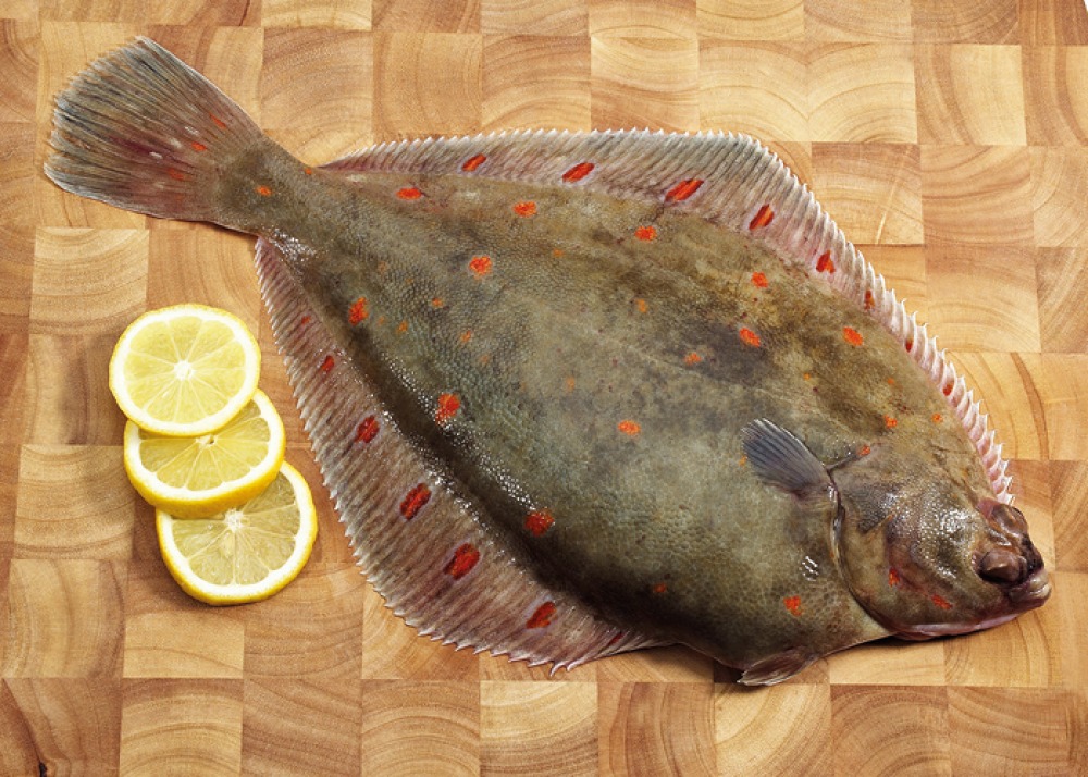 Plaice