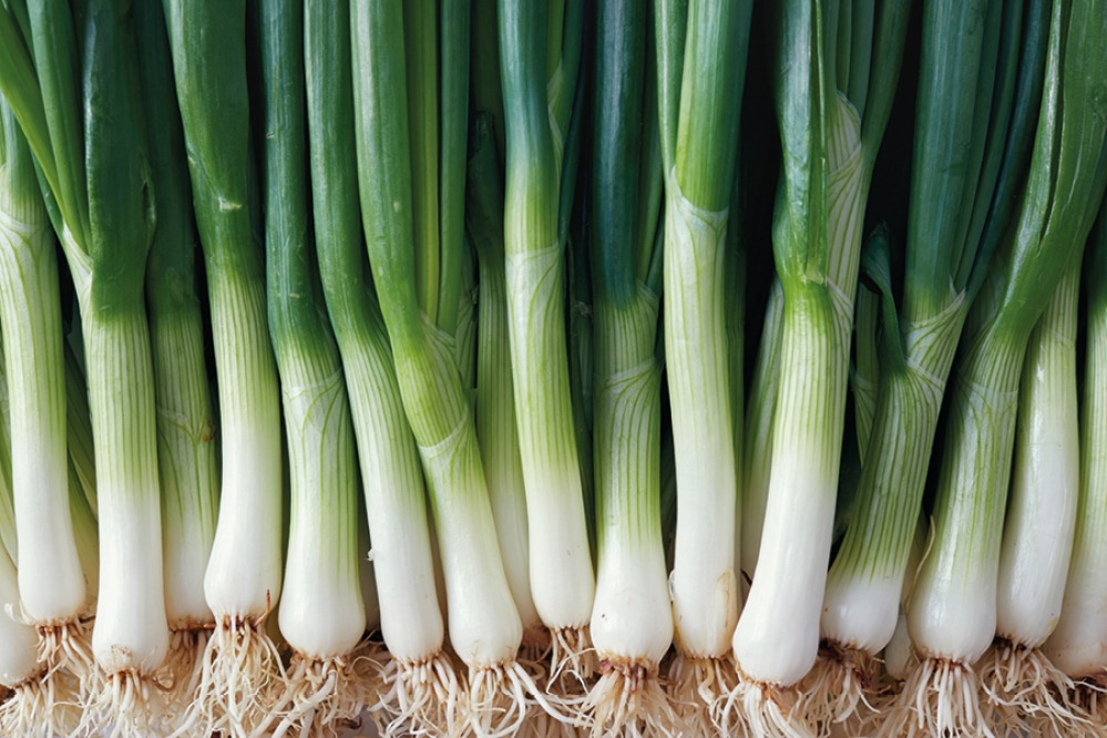 Spring Onions