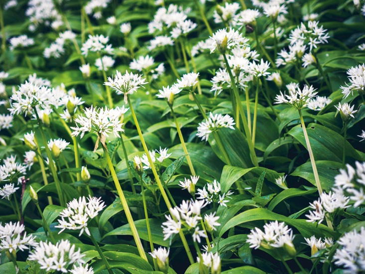 How to Spot Wild Garlic and What to Do With It