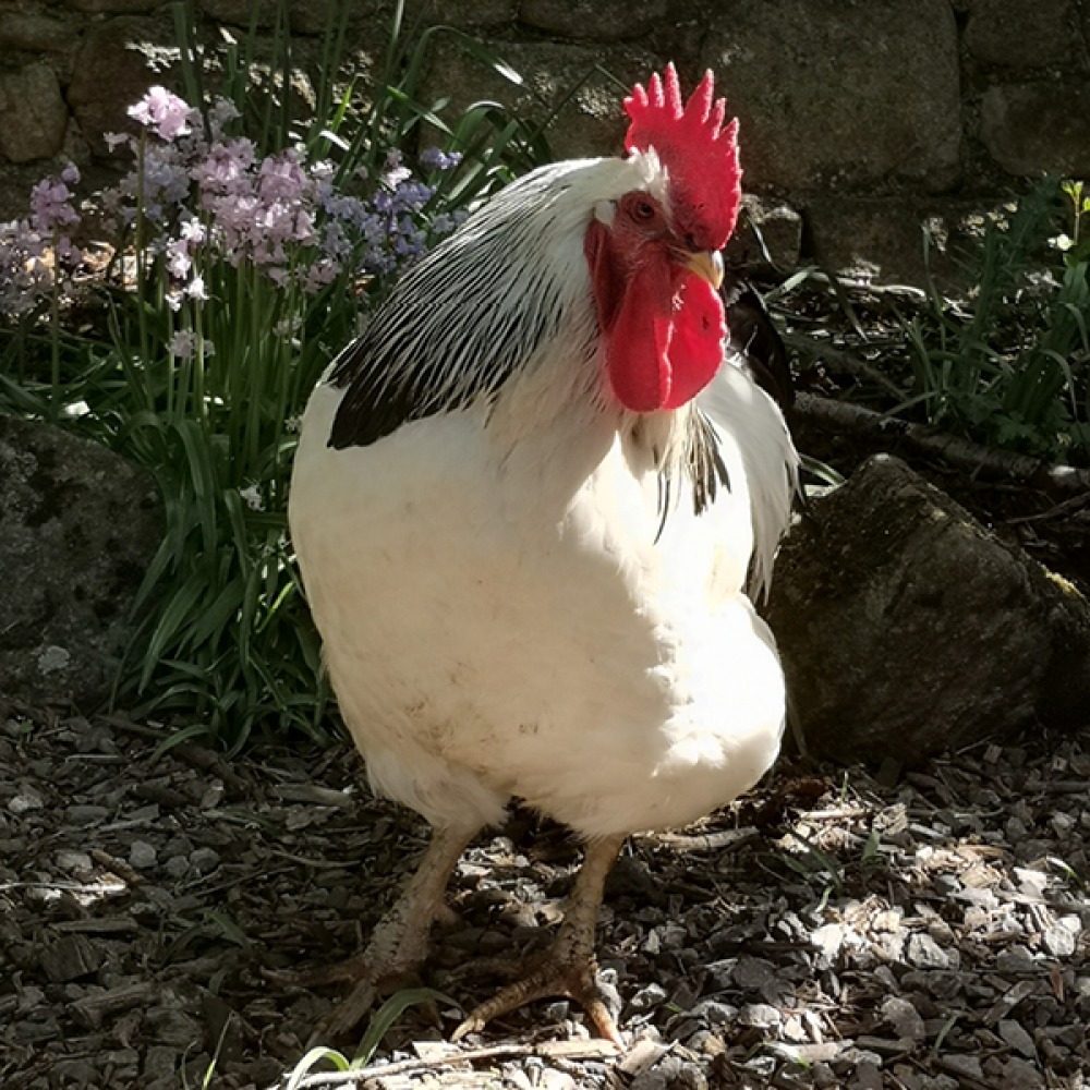 North Acomb Farm Shop