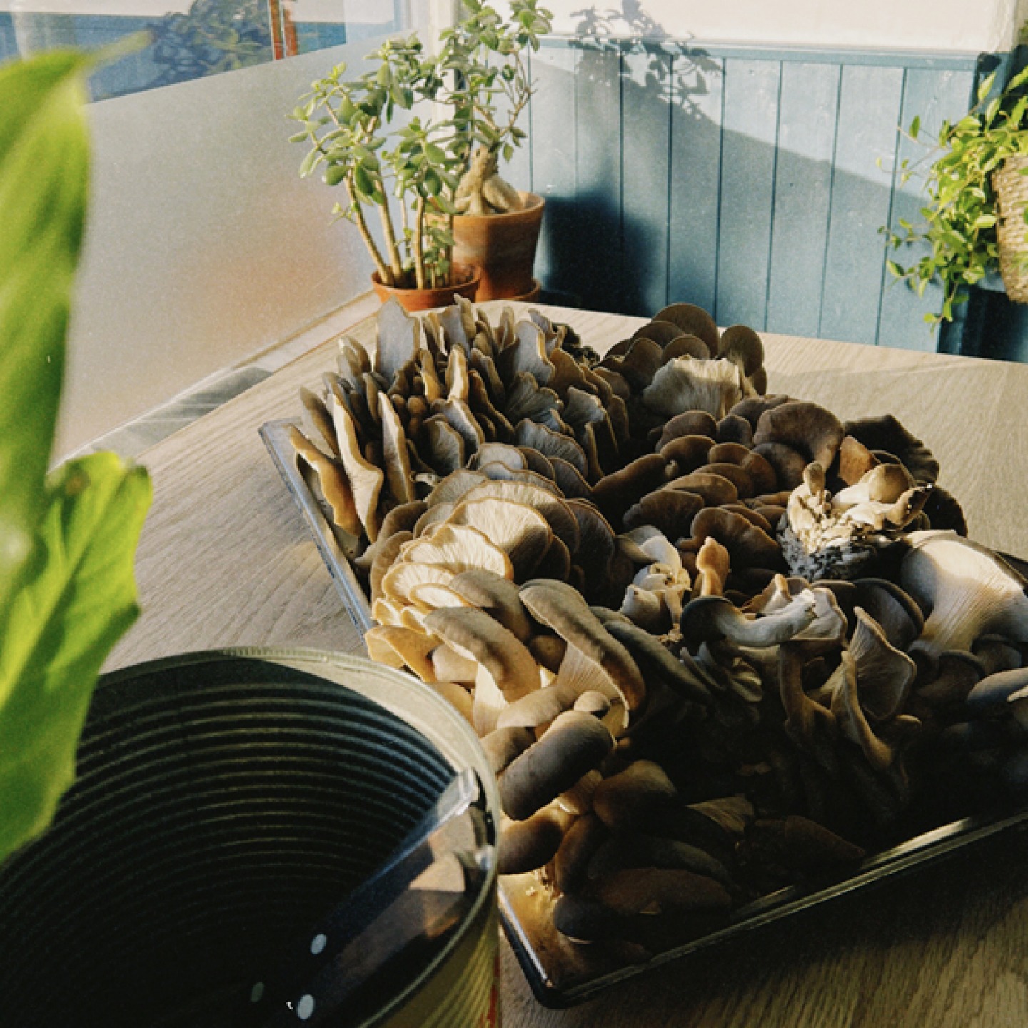 Box of mixed mushrooms on a bench
