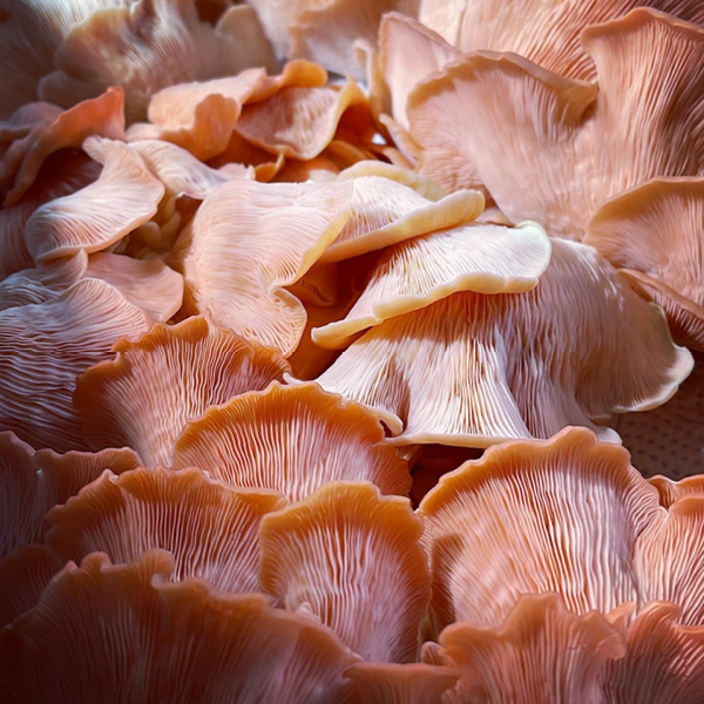 Pink mushrooms
