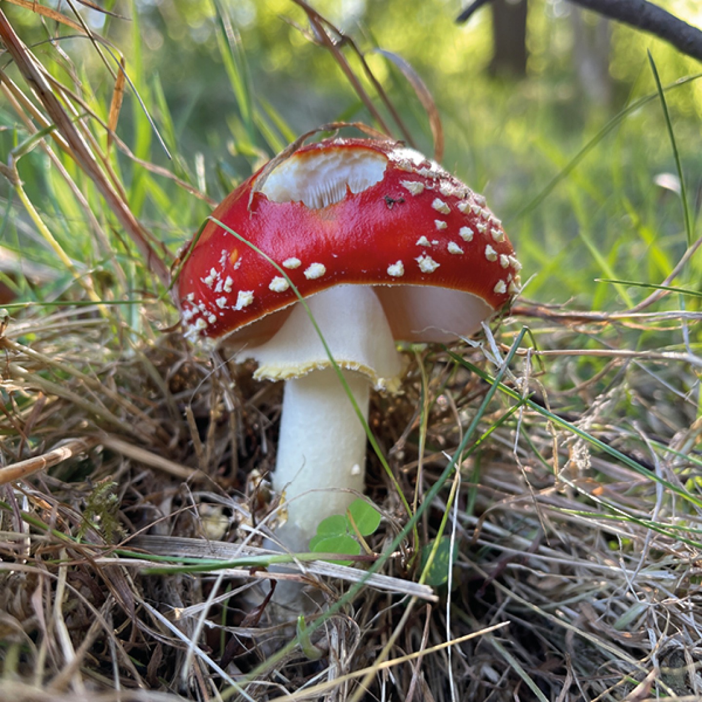 Red capped mushroom with white dots