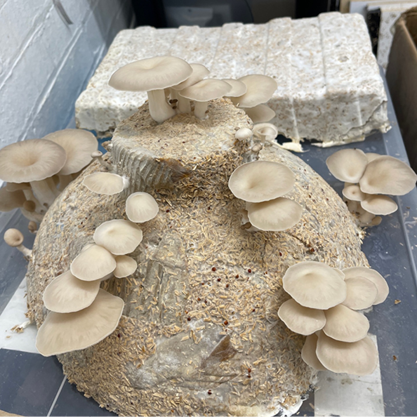 Lamp made from mycelium and fruiting oyster mushrooms