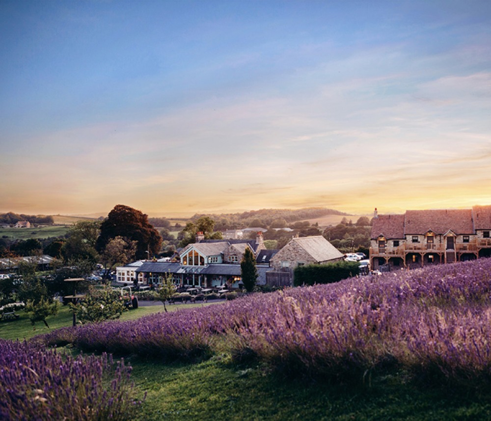Country pub with blooming lavender fields