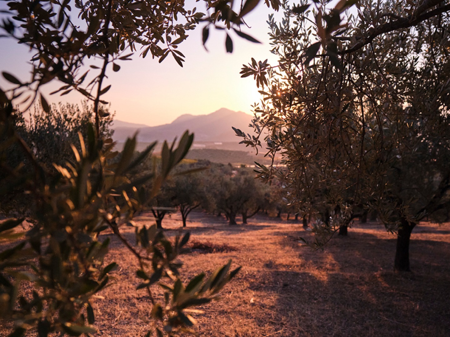 Olive Grove at Sunset