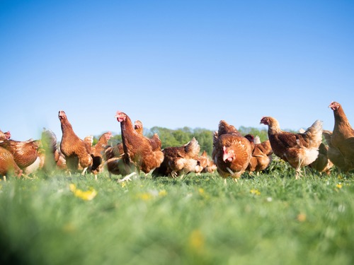 12 of the Best Farm Shops Across the North East