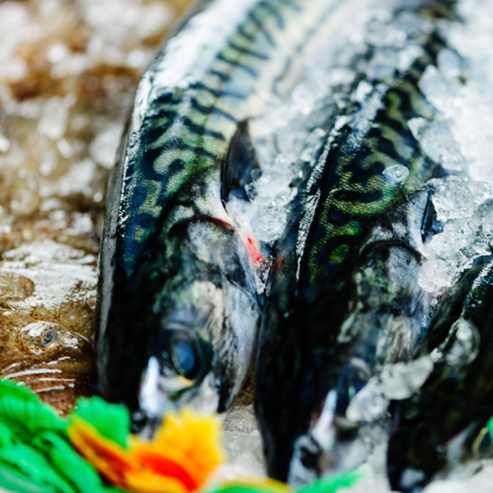 fish