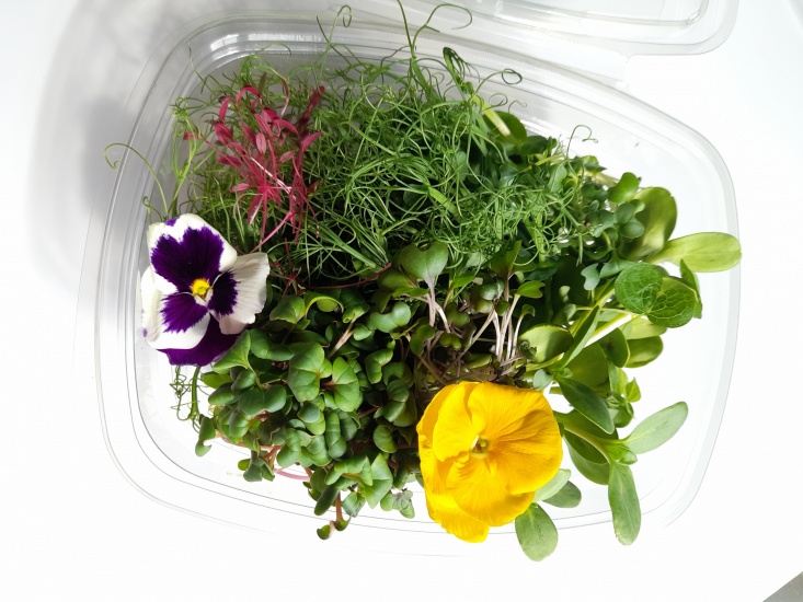 Why You Should Try Microgreens