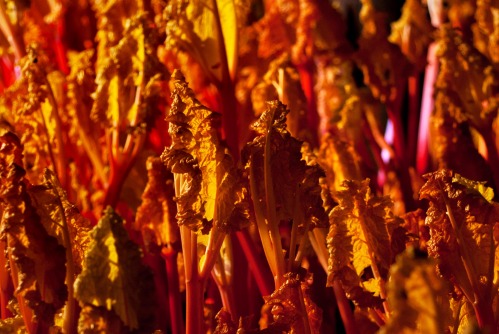 Pudsey Farmer Robert Tomlinson Gives us the Inside Track on Yorkshire's Forced Rhubarb