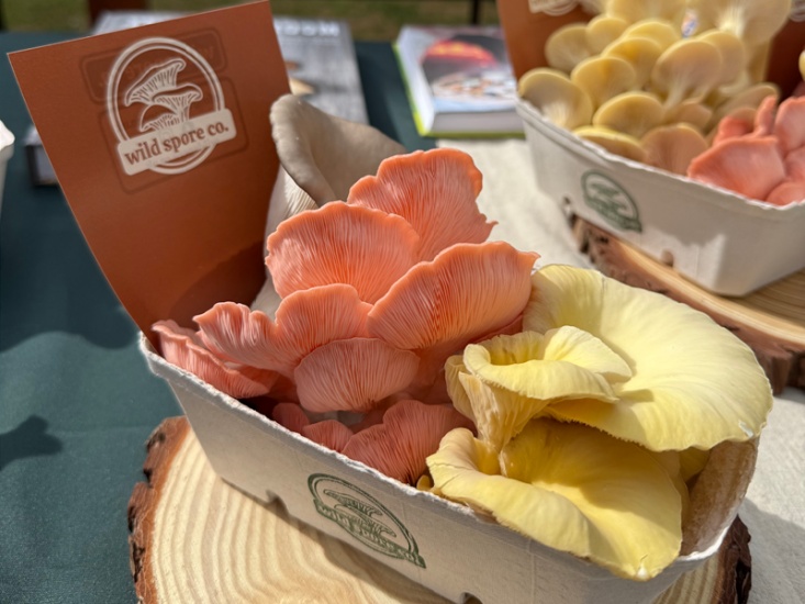 Meet the Mushroom Start-Up Supplying The General Tarleton