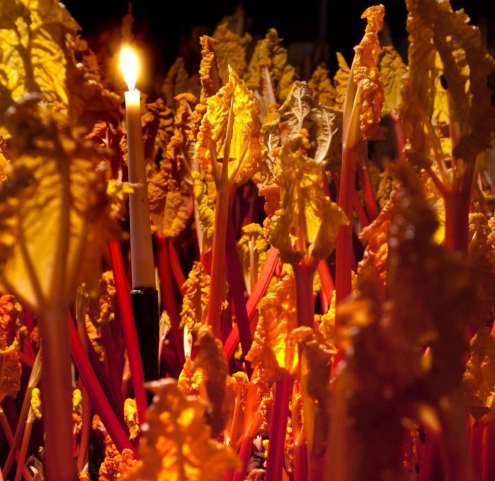 Forced Rhubarb in Candle light