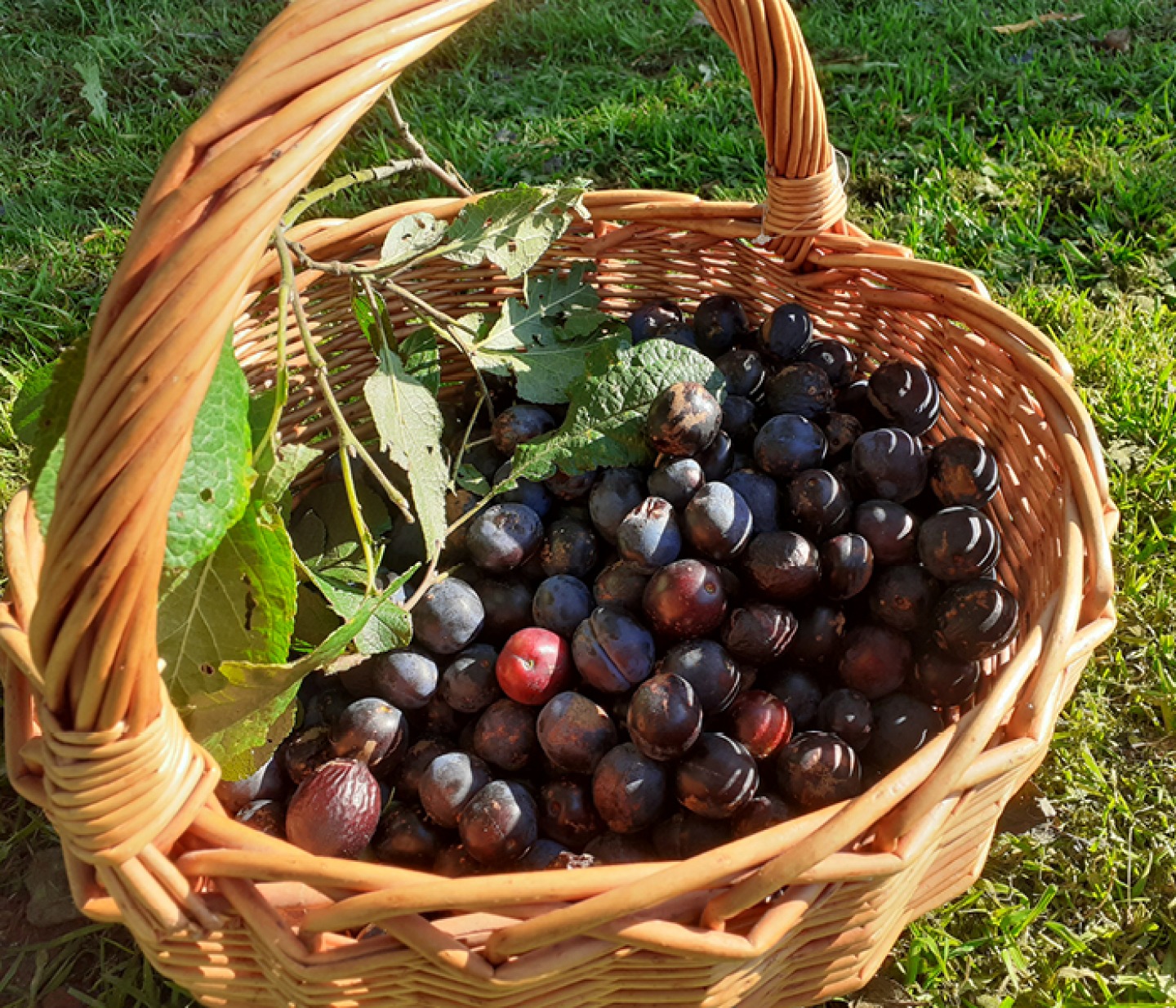 basket of picked Damsons