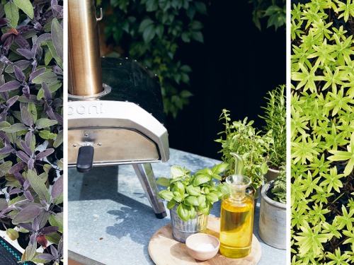 How to Create Your Own Pizza Pantry Herb Garden