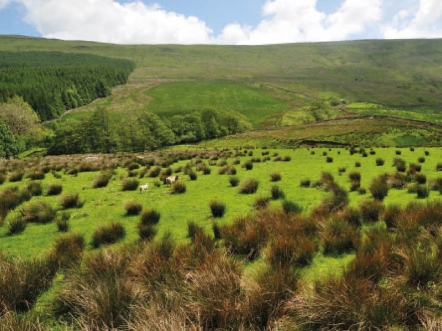 rolling rills with woodland and animals