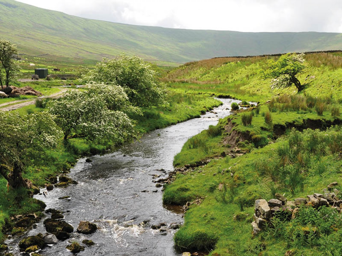 tree lined river