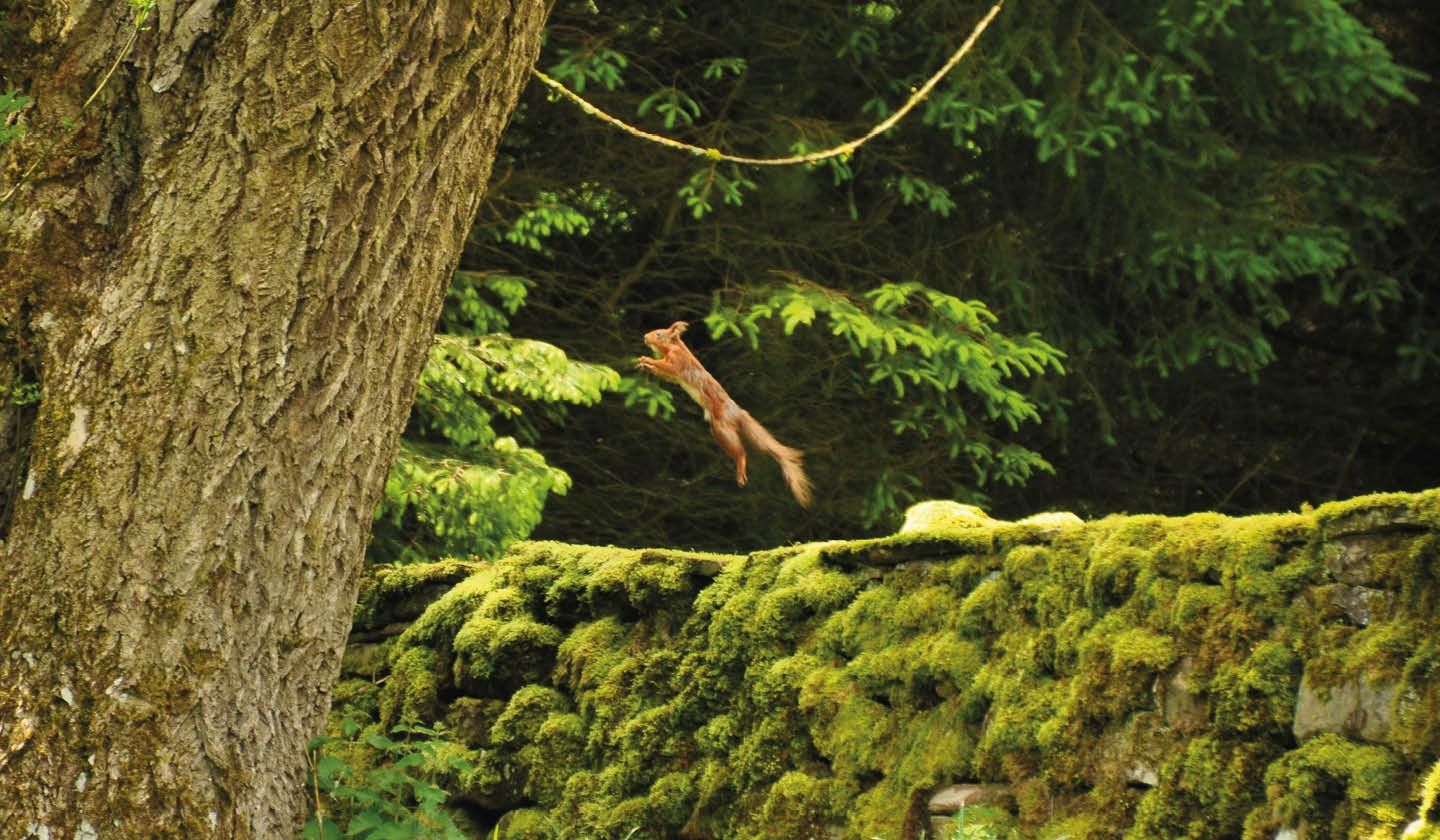 jumping red squirrel