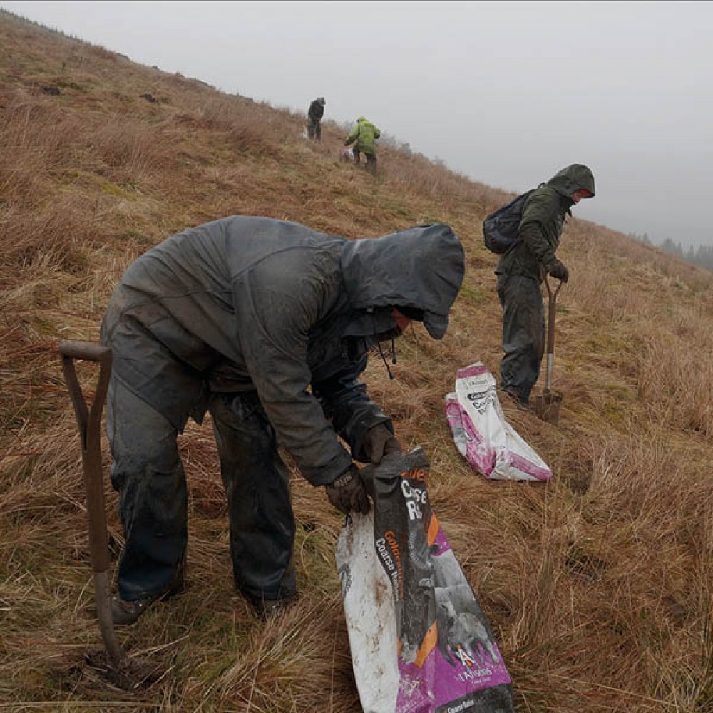 volunteers planting trees