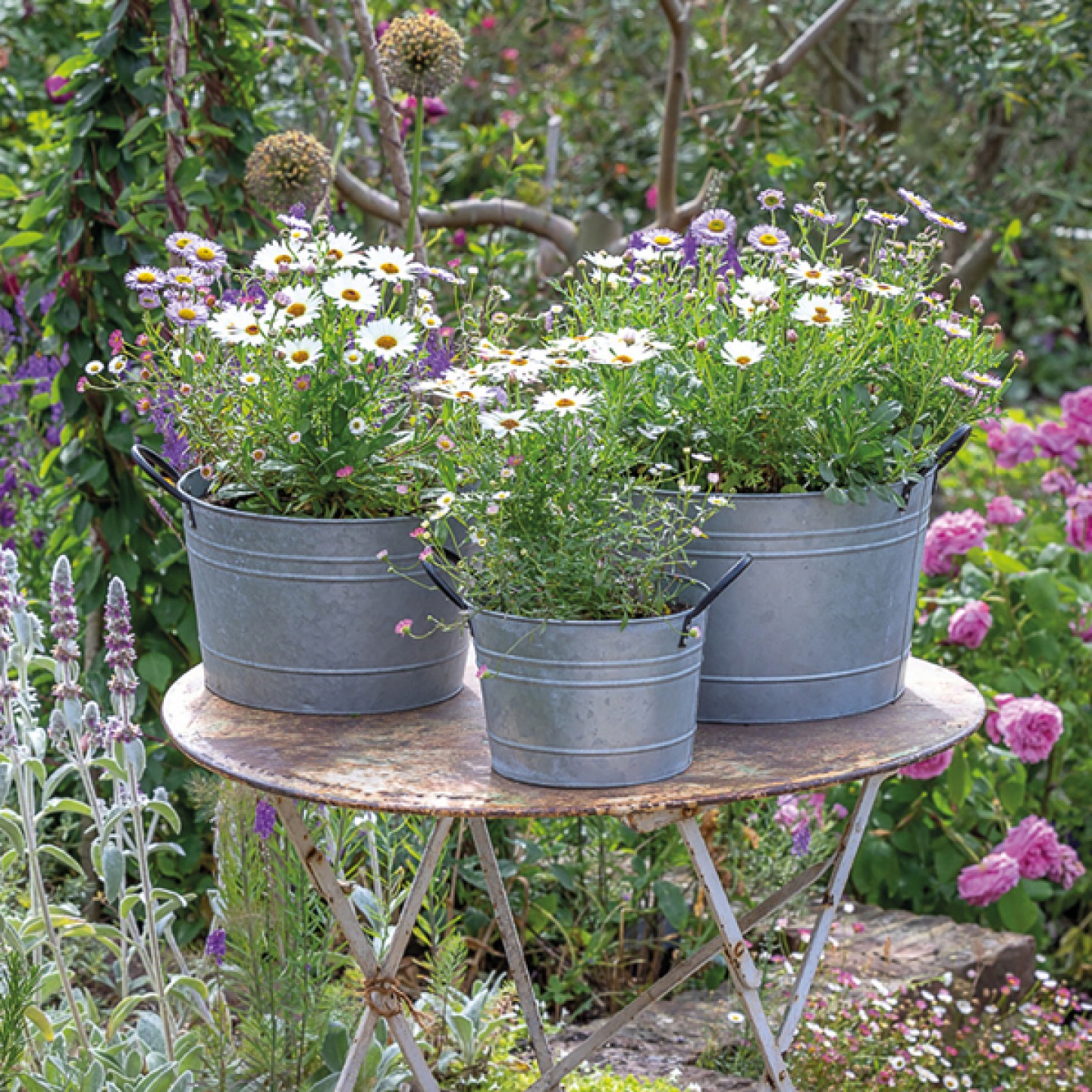 Round metal planters with daisies