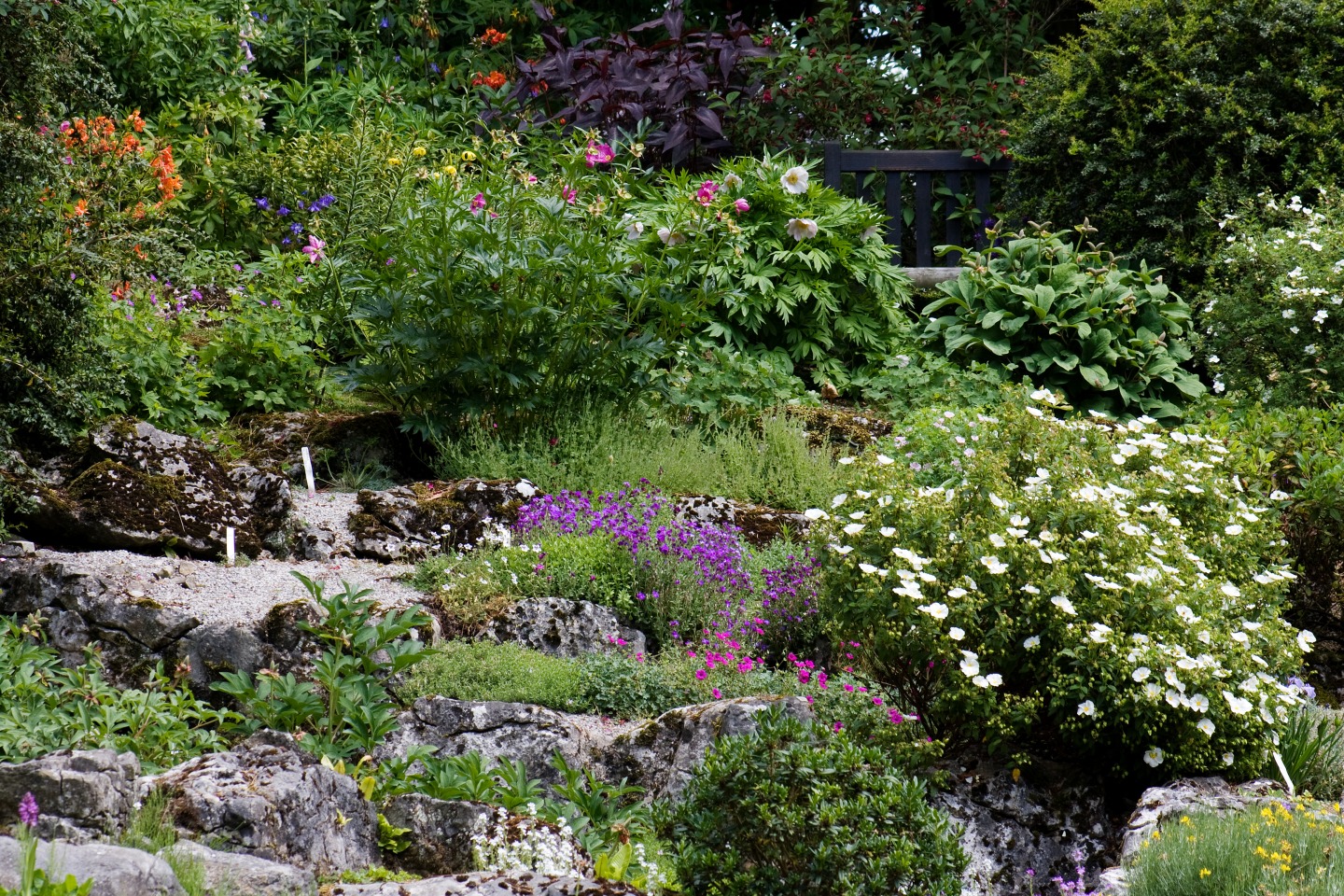 rocks hidden between colourful flowers and green foliage
